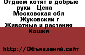 Отдаем котят в добрые руки › Цена ­ 1 - Московская обл., Жуковский г. Животные и растения » Кошки   